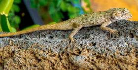 Le caméléon aux yeux rouges ! Impression brochure