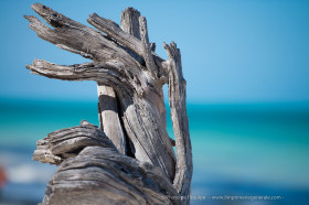 Nouvelle photo de l’équipe « Wood of Tanzanie » / Impression dépliant 3 volets